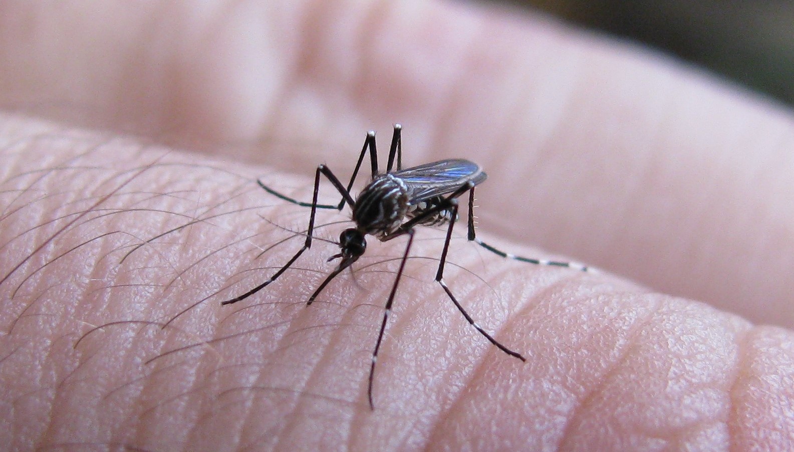Read more about the article Alertan sobre el avance del vector del dengue en el centro y sur de la Provincia