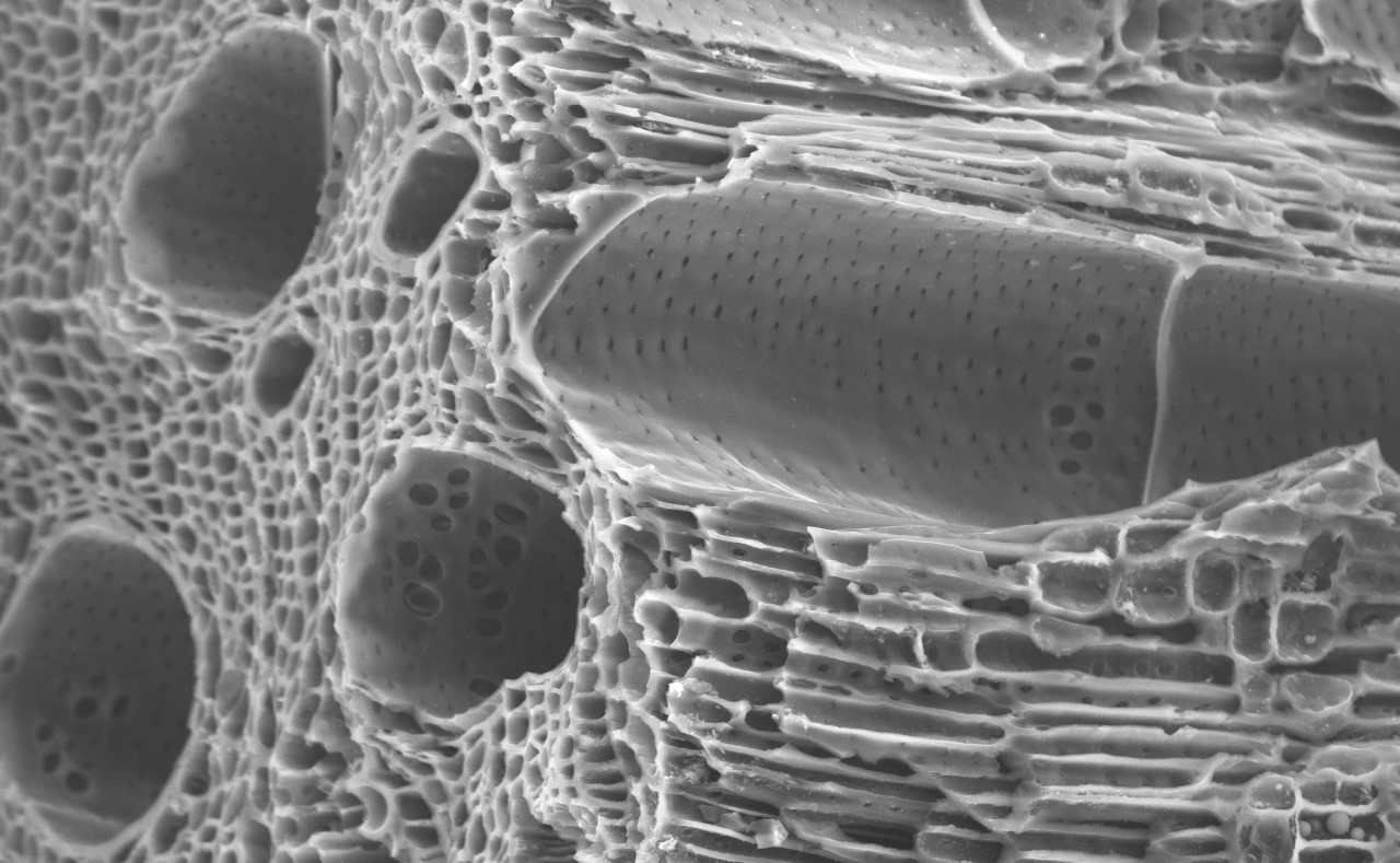 Lee más sobre el artículo Crean un reactor que permite convertir biomasa en carbón, insumo necesario para descontaminar agua