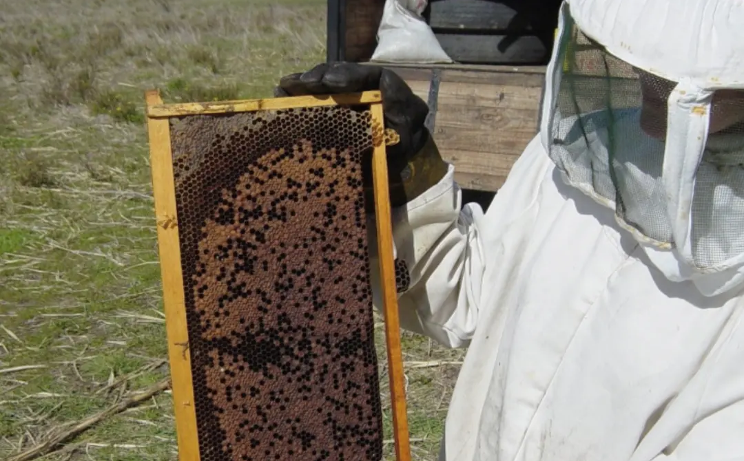 Lee más sobre el artículo Un bactericida orgánico que protege a las abejas de su principal amenaza: la enfermedad Loque Americana 
