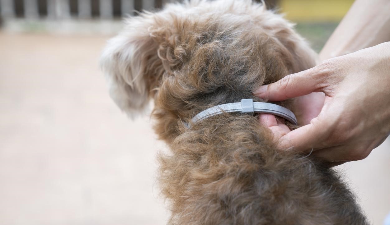 Lee más sobre el artículo Diseñan el primer collar para perros que los protege de parásitos externos e internos