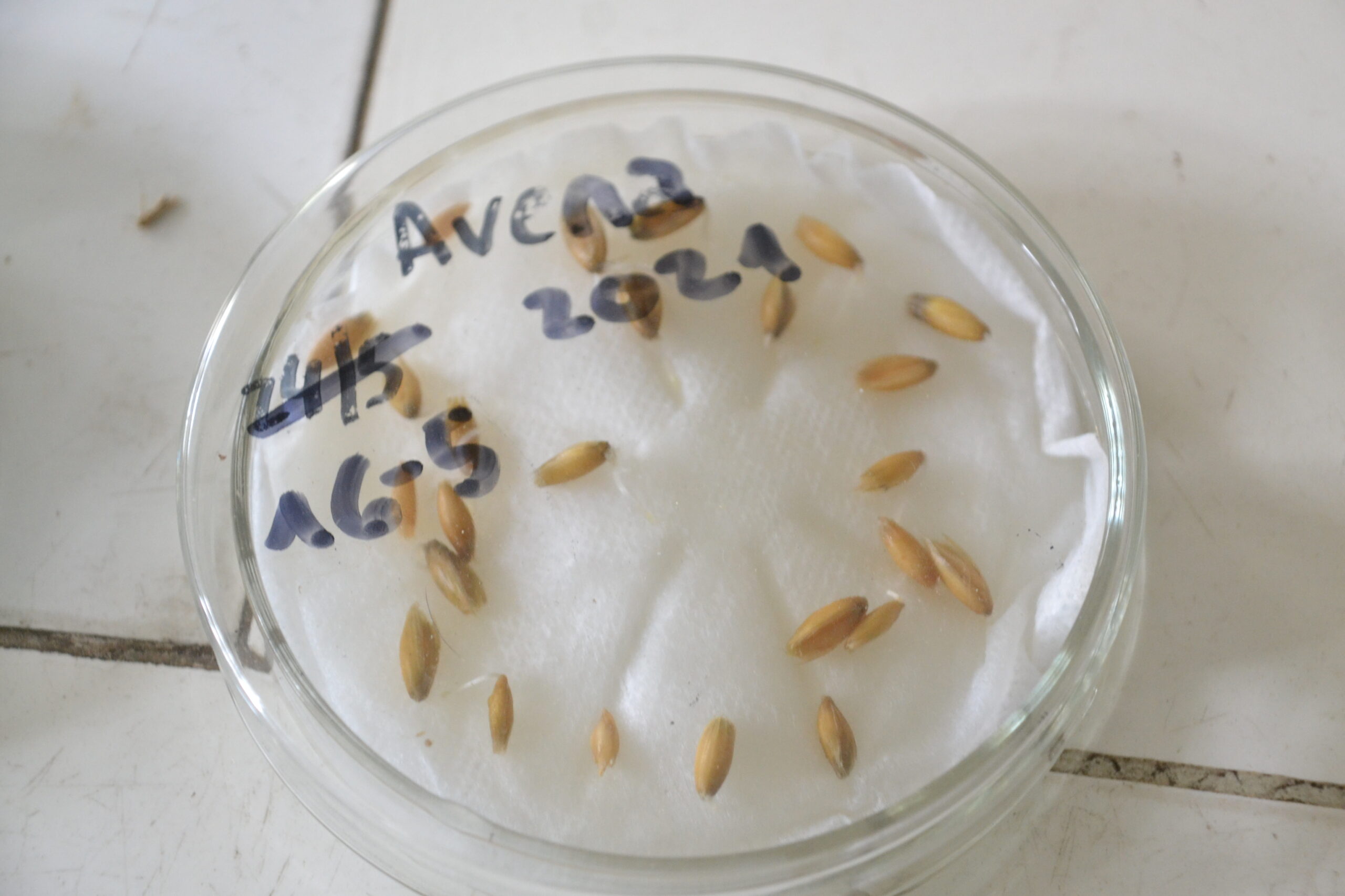 En este momento estás viendo Mejoramiento genético de la avena para combatir la roya<p class = "resumen">Un equipo de profesionales estudia la resistencia y la tolerancia de este cereal a una enfermedad causada por un hongo llamado Puccinia coronata. El objetivo: generar variedades del cultivo que permitan mantener la sanidad, el rendimiento y la calidad nutricional. El método es ambientalmente sustentable y permite reducir el uso de fungicidas.</p>