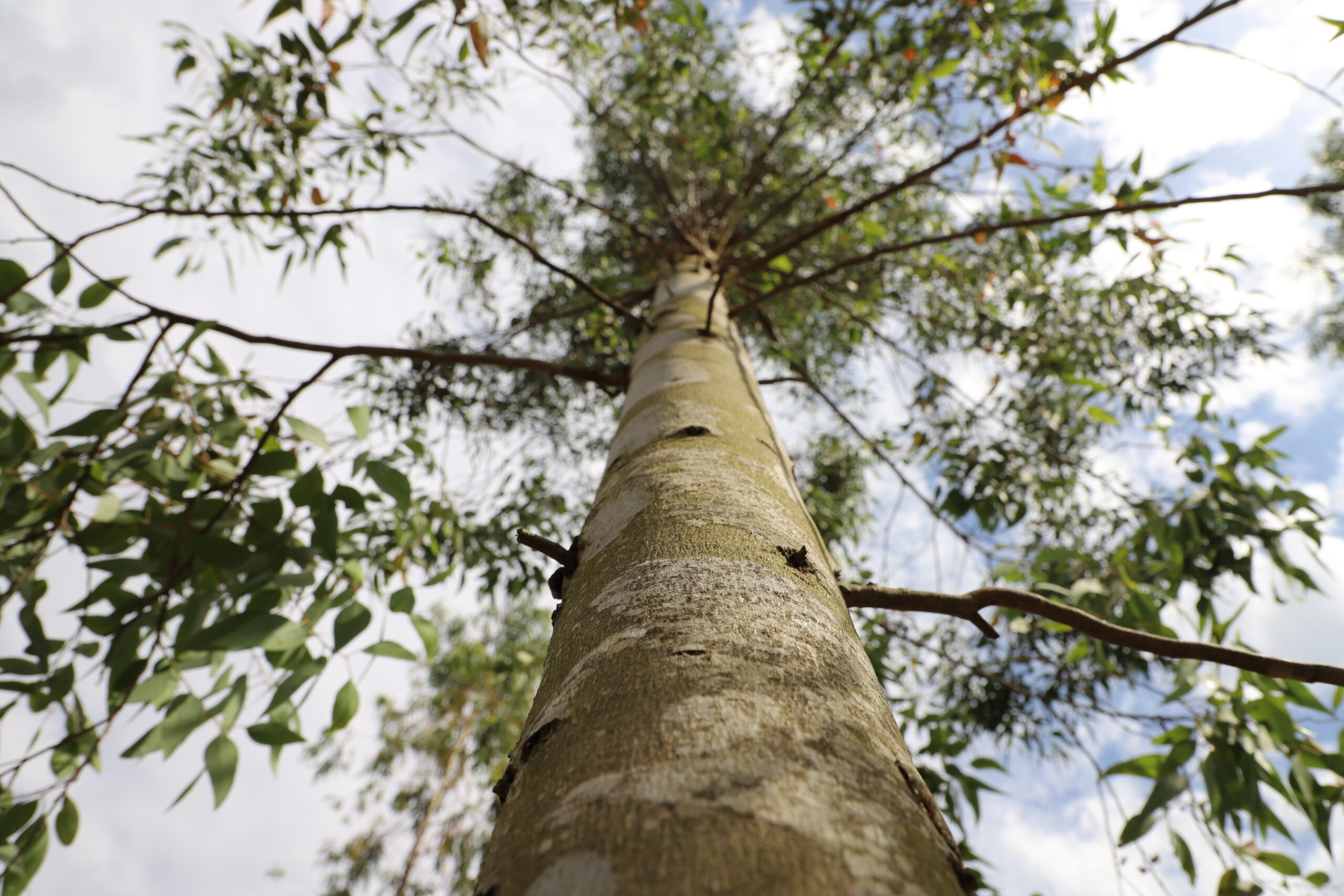 Lee más sobre el artículo Multiplican especies forestales para generar beneficios ambientales y económicos