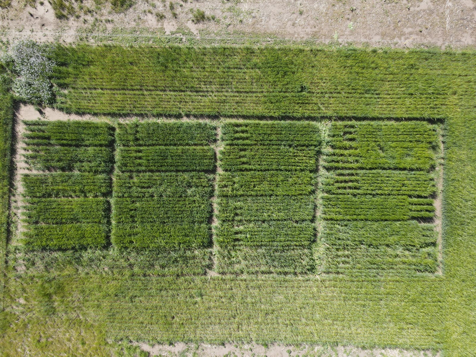 En este momento estás viendo Utilizan drones para detectar enfermedades en cultivos bonaerenses<p class = "resumen">Con financiamiento de la CIC, un equipo de investigación de la UNCPBA desarrolla un proceso para clasificar y cuantificar la incidencia de enfermedades fúngicas en trigo y cebada, empleando imágenes captadas por drones. </p>