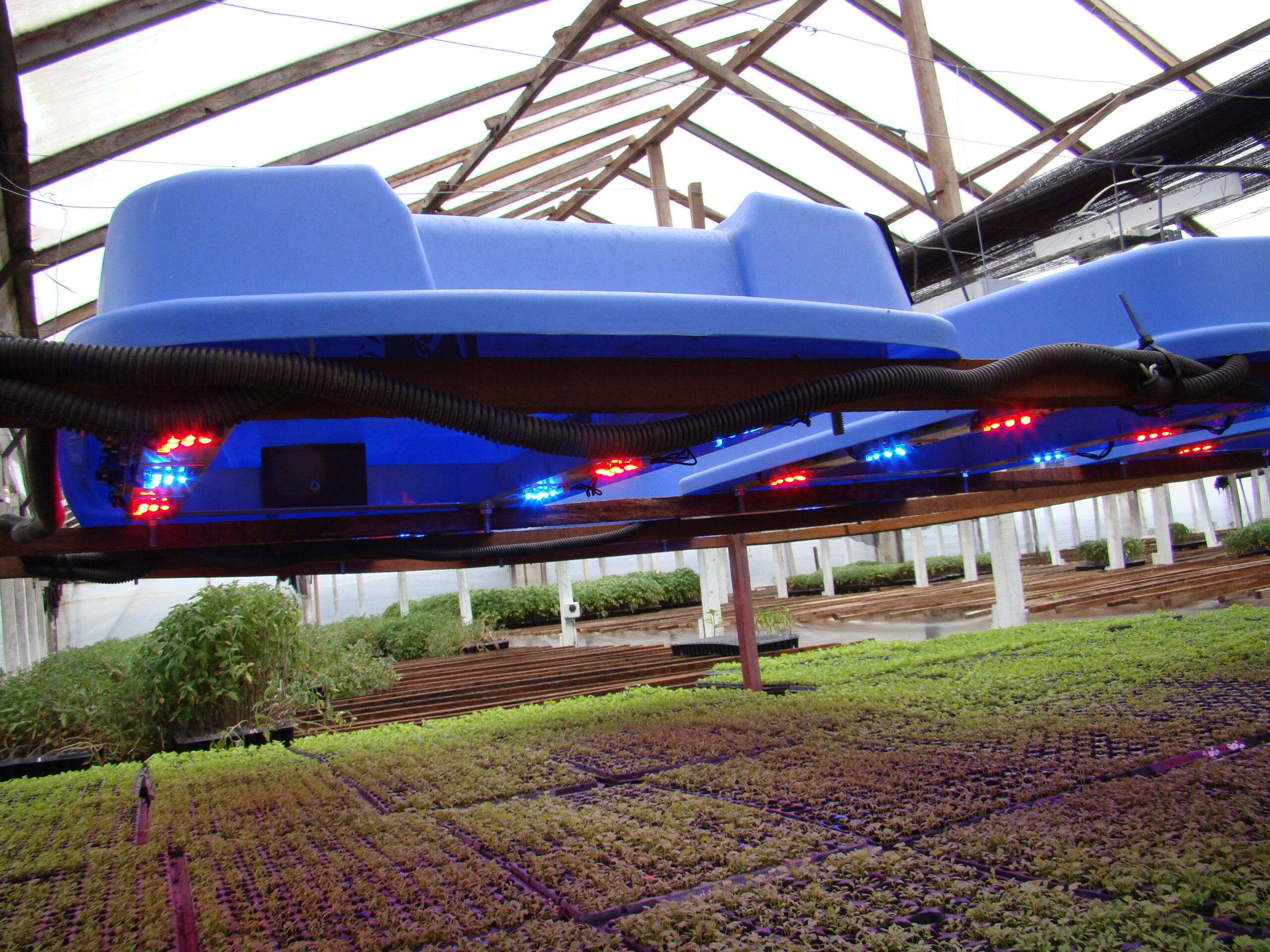 Lee más sobre el artículo ¡Una luz!: perfeccionan la producción de hortalizas con iluminación LED