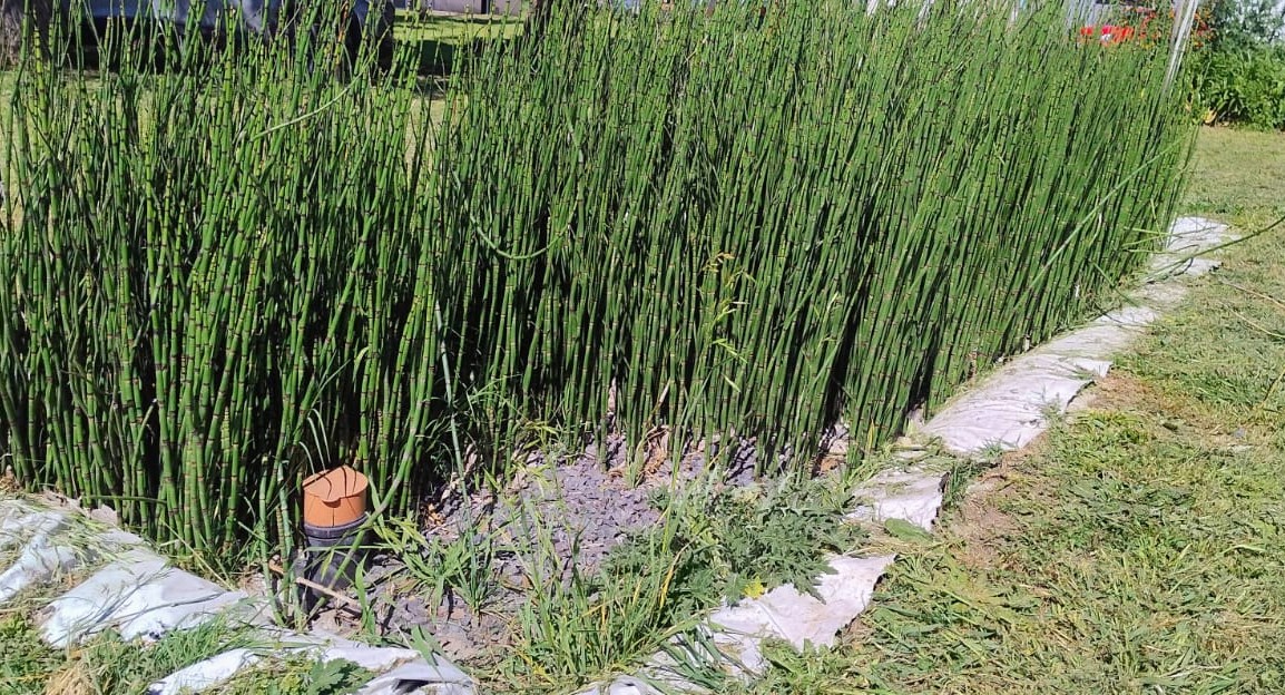 En este momento estás viendo Un sistema ecológico para tratar aguas residuales domiciliarias<p class = "resumen">Profesionales bonaerenses desarrollaron un dispositivo tecnológico para tratar efluentes de las viviendas, que evita la contaminación de napas y contribuye a mejorar la salud de la población.</p>