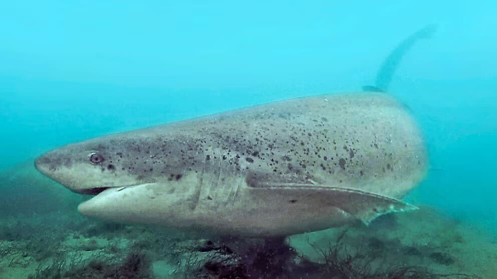 En este momento estás viendo Tiburón gatopardo, un gigante de la costa bonaerense<p class = "resumen">En San Clemente del Tuyú identificaron su única área de cría conocida hasta el momento y avanzan en el seguimiento satelital de ejemplares para entender cómo viven y migran los grandes tiburones del Atlántico Sur.</p>