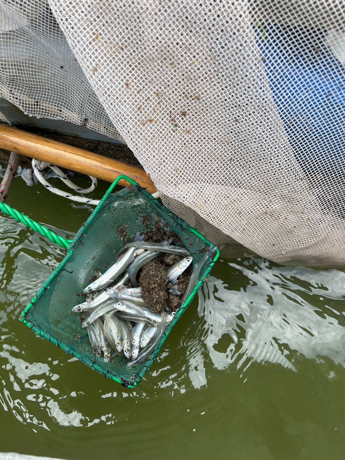 En este momento estás viendo Buscan repoblar con pejerrey las lagunas bonaerenses<p class = "resumen">Un proyecto del ILPLA trabaja en conjunto con pescadores y municipios para poblar lagunas de la provincia con esta especie muy importante para la actividad deportiva y recreativa. En qué consiste la acuicultura y cuál es la importancia económica.</p>