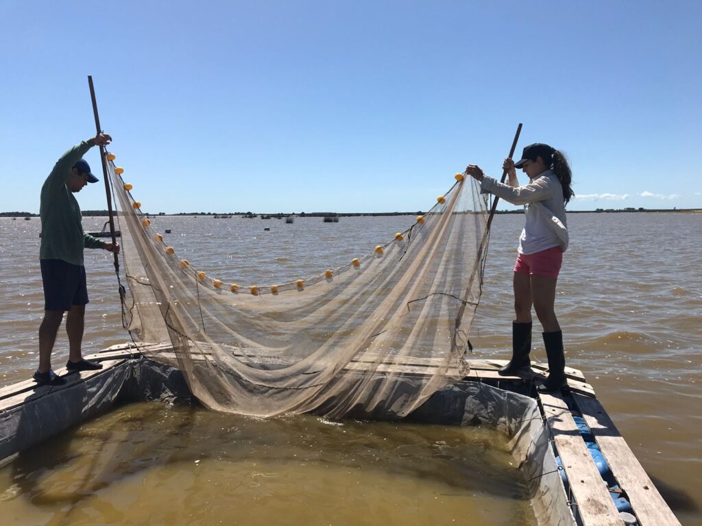 Buscan repoblar con pejerrey las lagunas bonaerenses