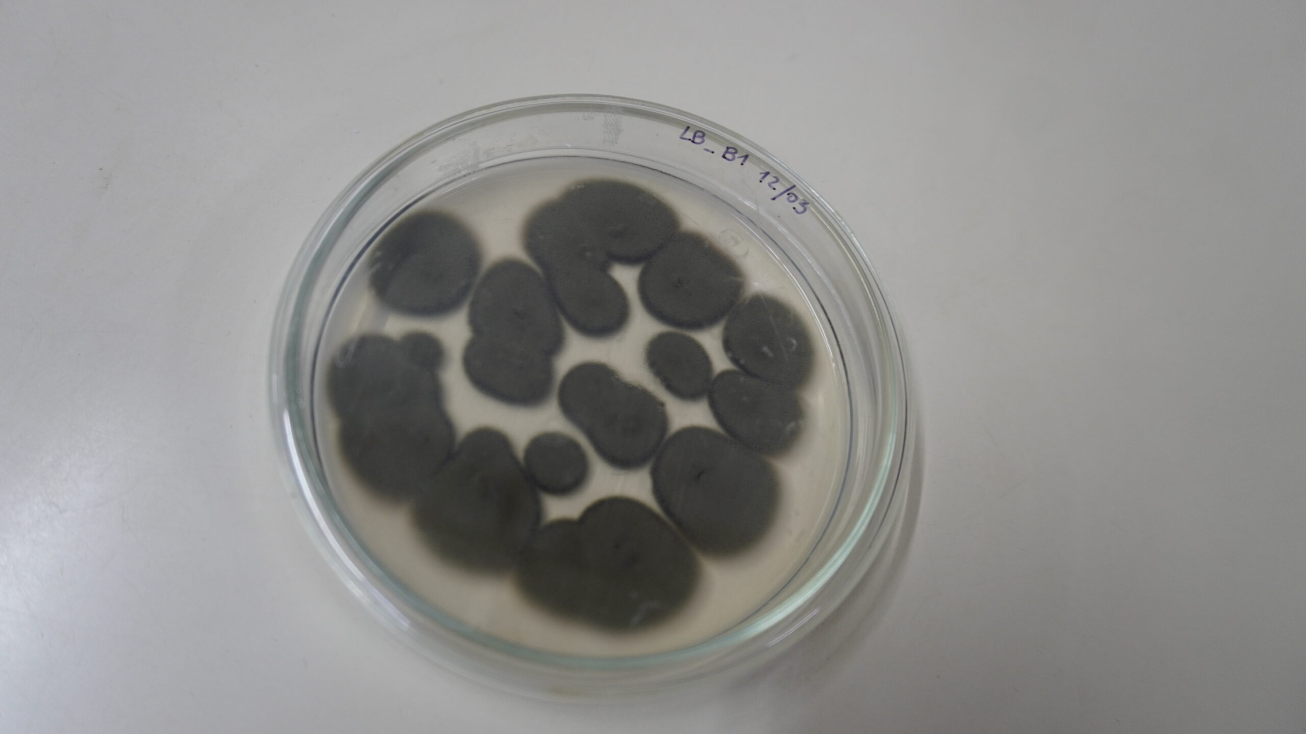 Lee más sobre el artículo        Mar del Plata: una investigación busca convertir residuos del puerto en bioplásticos
