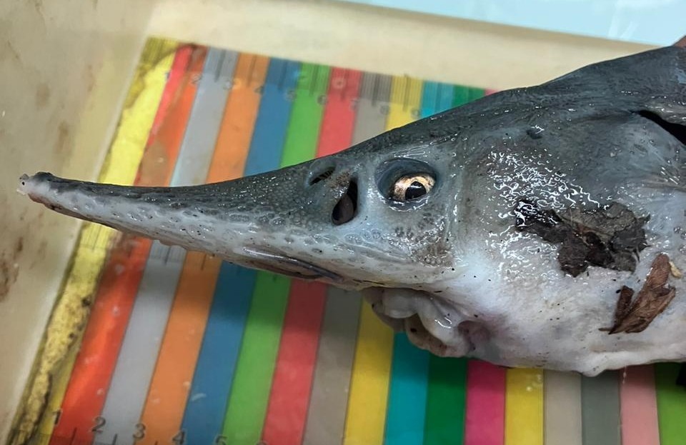 En este momento estás viendo Tirar la caña y colaborar con la ciencia: a la pesca del esturión <p class = "resumen">Profesionales del ILPLA piden a pescadores y pescadoras que hayan capturado algún ejemplar de esta especie exótica, que la donen para investigar sus características, las razones de su presencia en la región y las posibles consecuencias.</p>
