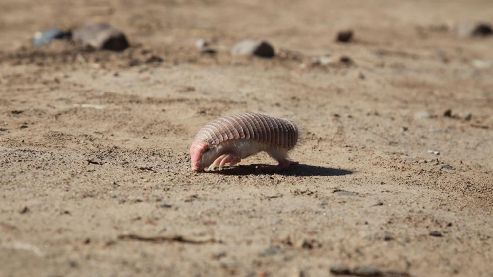 En este momento estás viendo Pichiciego menor: un pequeño y gran misterio argentino<p class = "resumen">Es el armadillo más pequeño del mundo y una especie que solo habita en Argentina. Vive bajo tierra, es extremadamente difícil de encontrar y todavía hay preguntas básicas sobre su vida que la ciencia intenta responder. Para conocerlo, los investigadores necesitan algo imprescindible: la ayuda de quienes viven donde él se esconde</p>