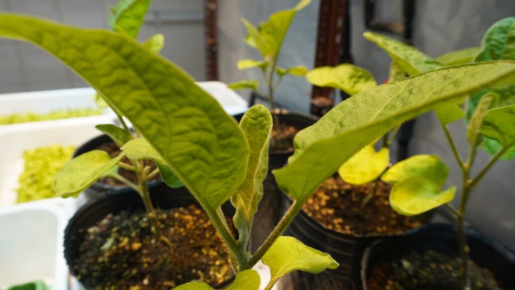 Emplean bacterias para reducir el uso de agroquímicos en alimentos hortícolas