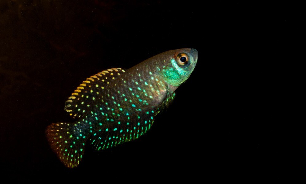 En este momento estás viendo Descubren un parásito de rana en un lugar insospechado: los peces de lluvia<p class = "resumen">El hallazgo aporta información sobre la evolución de los ecosistemas en los humedales bonaerenses.</p>